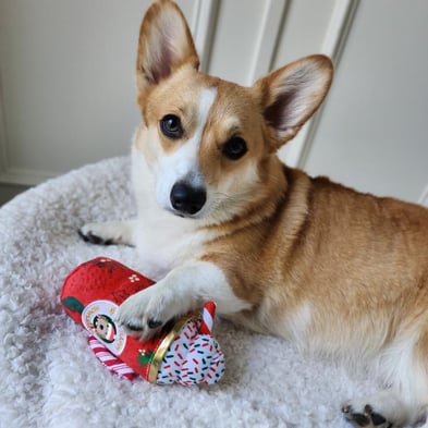 haute-diggity-dog-product-image-1